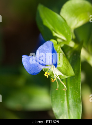 Asiatic Day Flower (Commelina communis) Stock Photo