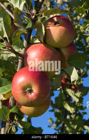 Apples on tree Stock Photo
