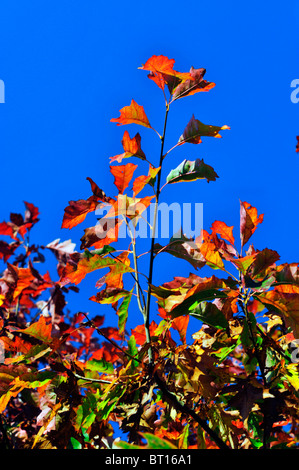 brightly coloured autumn leaves against a deep blue sky