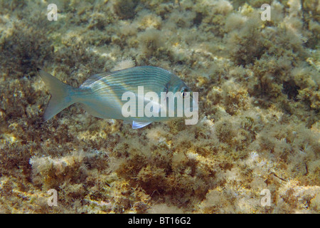 gilthead in shallow waters Stock Photo