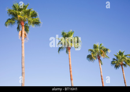 Row of Washingtonia filifera palm trees in Gran Canaria Stock Photo