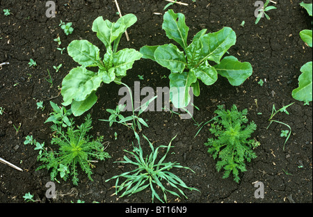 Mayweed, nettle, fat hen and other annual weeds in a young sugar beet crop Stock Photo