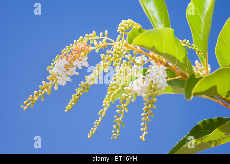 Fiddlewood Citharexylum spinosum in flower Stock Photo