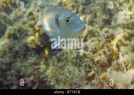 gilthead in shallow waters Stock Photo