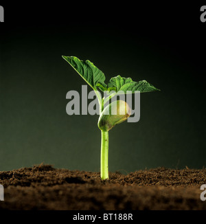 Green bean (Phaseolus vulgaris) seedling with cotyledon food reserve and first true leaves Stock Photo