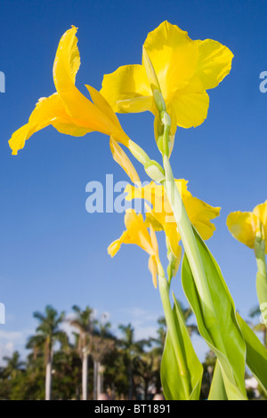 canna lily with a blue sky Stock Photo