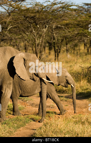 Elephant in the Serengeti, Tanzania, Africa Stock Photo