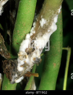 Stem & pod rot (Sclerotinia sclerotiorum) sclerotia on green Phaseolus bean pods and stem Stock Photo