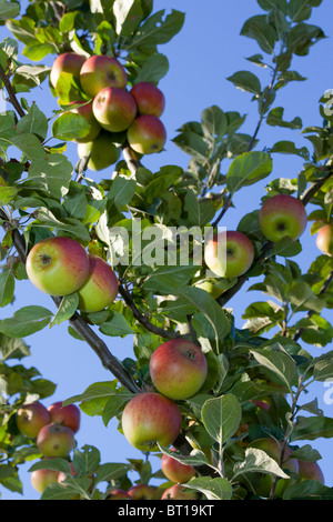 Apples on tree Stock Photo