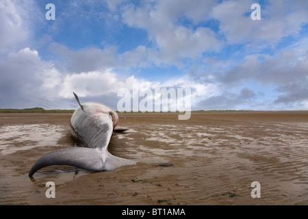 Minke Whale Carcass Stock Photo