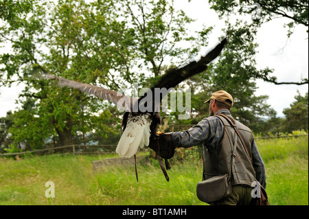 Men carrying a bald eagle on his arm. Stock Photo