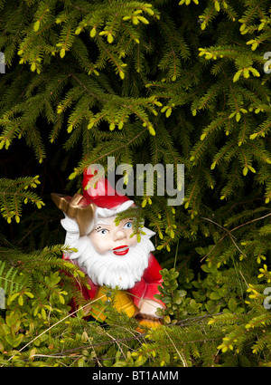 Garden gnome underneath spruce branches Stock Photo