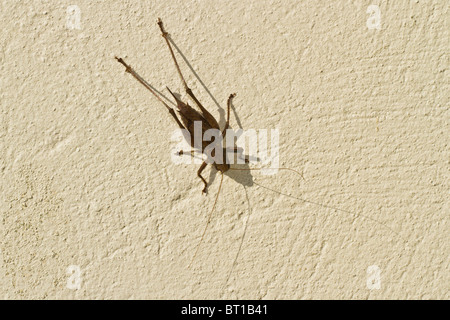 Dark Bush Cricket (Pholidoptera griseoaptera) on wall, Aldreth, Cambridgeshire Stock Photo
