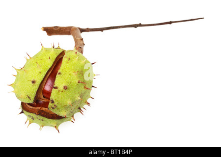 Horse chestnut (Aesculus hippocastanum) in natural shell Stock Photo