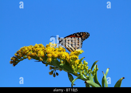 Monarch Butterfly, Danaus plexippus, feeding on Seaside Goldenrod, Solidago sempervirens, as it migrates on the Atlantic Flyway Stock Photo