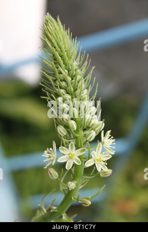 Ornithogalum Caudatum / Ornithogalum Longebracteatum / False Sea Onion, white flowers Stock Photo