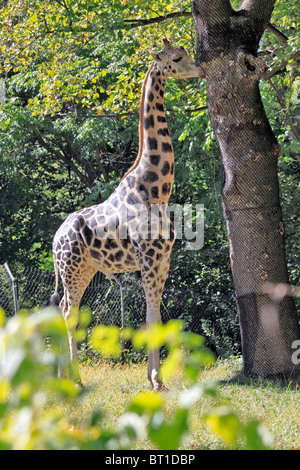 Giraffe, Bronx Zoo, New York City Stock Photo