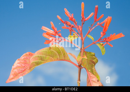 Hamelia patens in flower against a blue sky Stock Photo