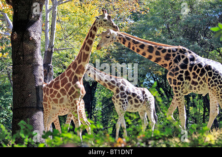 Giraffes, Bronx Zoo, New York City Stock Photo