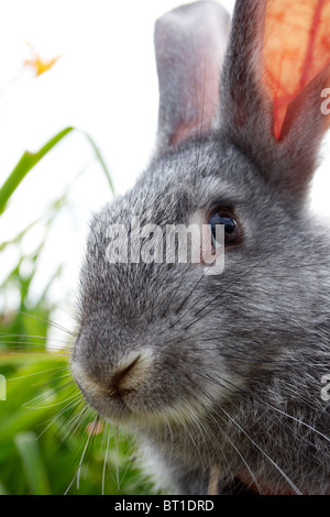 Image of cautious grey bunny looking at camera Stock Photo