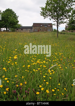 Coombes Valley visitor centre with a buttercup field  in the foreground Leek Staffordshire England UK United Kingdom GB Stock Photo