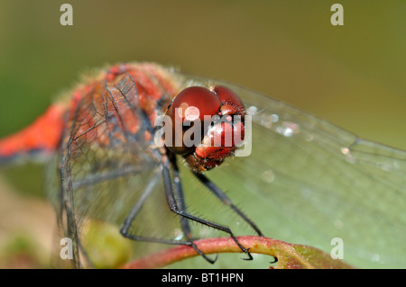 Big red face with red eyes of red dragonfly