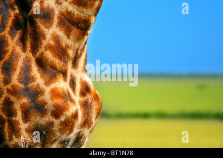 Close-up on Giraffe skin. Africa. Kenya. Masai Mara. Stock Photo