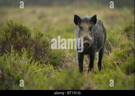 Wild Boar (Sus scrofa). Young female standing in rain, Netherlands. Stock Photo