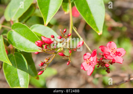 Jatropha integerrima or the spicy jatropha Stock Photo