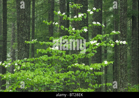 Pacific Dogwood (Cornus nuttalli) Wind River Valley, Gifford Pinchot National Forest, Temperate rainforest, Washington USA - MAY Stock Photo