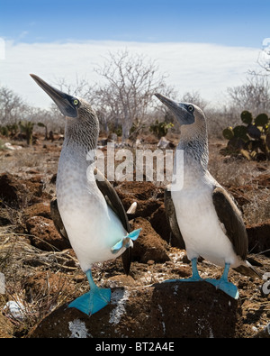 The Blue-footed Boobies a bird in the Sulidae family which comprises ten species of long-winged seabirds. Stock Photo