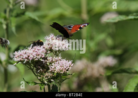 Butterflies and bumblebees on a flower (common carder bee, Inachis io, European Peacock) Stock Photo