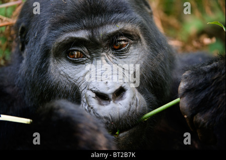 The Mountain Gorilla eating. Stock Photo