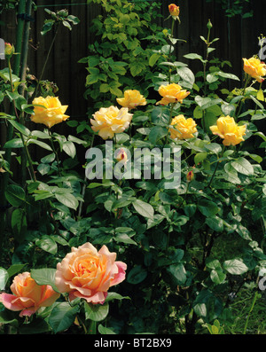 Hybrid tea roses Alpine Sunset in front and Peace behind Stock Photo