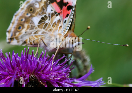 Painted Lady, Vanessa cardui, adult, feeding, Kent, England, summer.