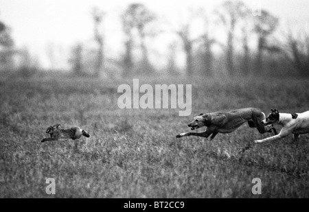 Hare and greyhounds at a hare coursing meet near Huntingdon-before the ban in 2005. Stock Photo