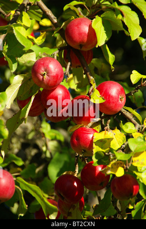 Apfel - apple 09 Stock Photo