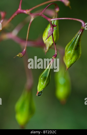 Close-up of the Himalayan balsam Impatiens glandulifera seed pod a non-native invasive plants or weed to the British Isles. Stock Photo