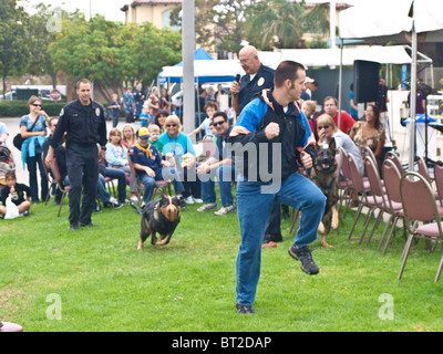 German Shepard police dog chases decoy as part of the K9 demo RBPD Stock Photo