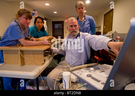 Veterinary cardiologist performing echocardiogram on a puppy at a veterinary clinic with the help of veterinary techs Stock Photo
