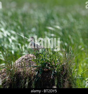 Alauda arvensis. The Skylark in a natural habitat. Wildlife Photography. Stock Photo