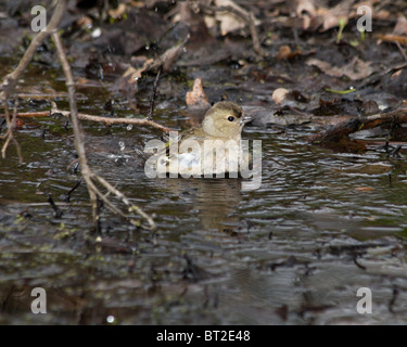 The Common Chaffinch (Fringilla coelebs) is in the wild nature. Stock Photo