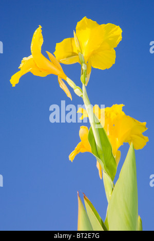 Canna indica with yellow flowers against a blue sky Stock Photo