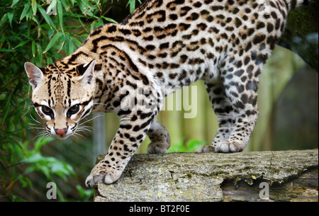 Ocelot on tree, looking towards camera Stock Photo