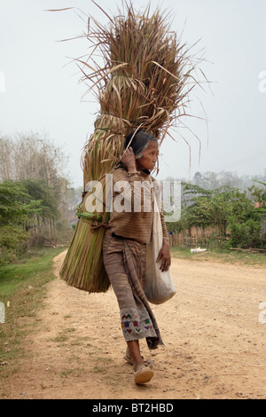 A woman is carrying a load of bamboo over her shoulder while walking down a dirt road near a small village in communist Laos. Stock Photo