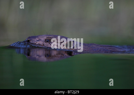 Wild European Beaver (Castor fiber) swimming in the water. Europe Stock Photo