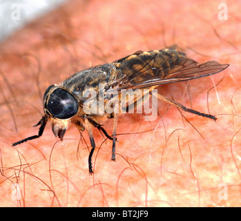 This is a  Horse fly or Cleg-fly (Haematopota pluvialis) about 10mm long and dull grey . Stock Photo
