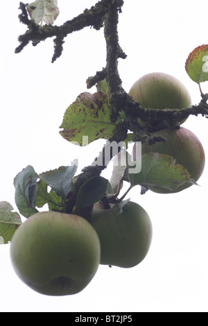 Bramley's seedling apple Stock Photo