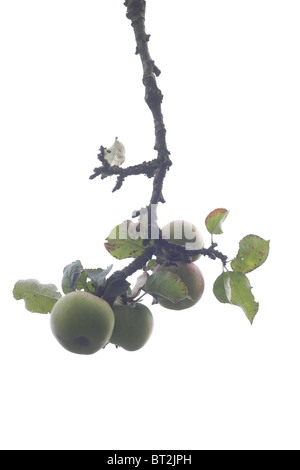 Bramley's seedling apple Stock Photo