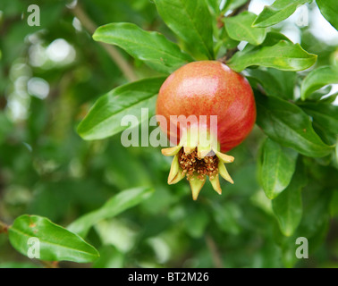 Branch with pomegranate. Close up shot. Stock Photo